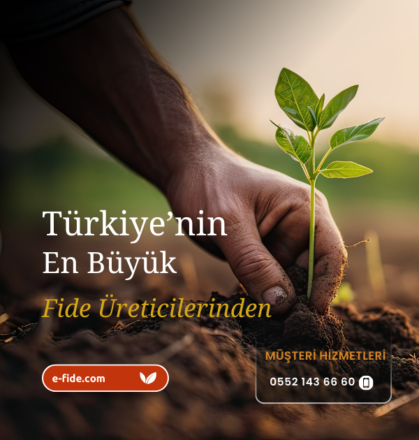 türkiye'nin en büyük fide üreticisi