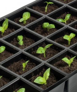   DOLMA Biber Fidesi  Multi Tohum- KanijeF1