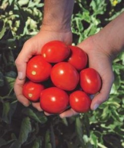 Sanayi Tipi Domates Fidesi CLAUSE PEGASO