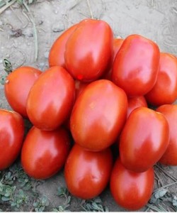 Sanayi Tipi Domates Fidesi UnitedGenetics UGT ALBENİ F1