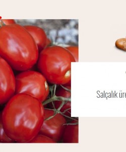 Sanayi Tipi Domates Fidesi VİLMORİN AND4123 F1