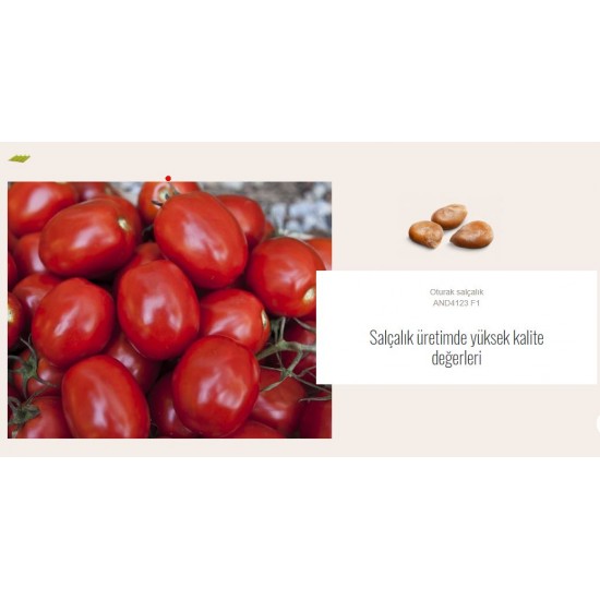 Sanayi Tipi Domates Fidesi VİLMORİN AND4123 F1
