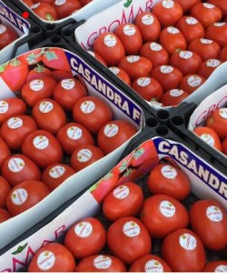 Sanayi Tipi Domates Fidesi AGROMAR CASANDRA F1