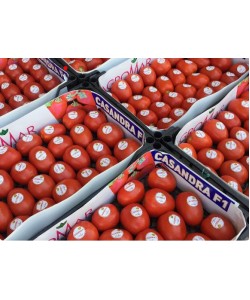 Sanayi Tipi Domates Fidesi AGROMAR CASANDRA F1