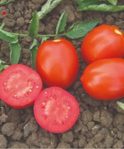 Sanayi Tipi Domates Fidesi MAY TOHUM FULLET