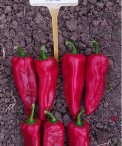  Kapya Biber Fidesi  UnitedGenetics BUFALO F1