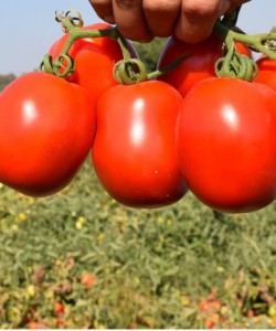 Sanayi Tipi Domates Fidesi MAY TOHUM Külçe F1