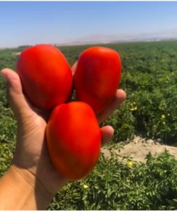 Sanayi Tipi Domates Fidesi LUVİT TOHUM GOLYATH