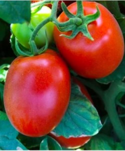 Sanayi Tipi Domates Fidesi KUZEY TOHUM LEROTA F1