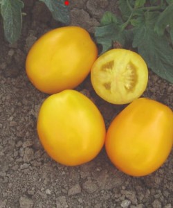 Sanayi Tipi Domates Fidesi MAY TOHUM Nish F1