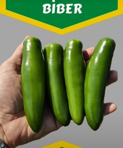  Biber Fidesi  Jalapeno ( Serrano tipi ) NUNHEMS-ARMANOR