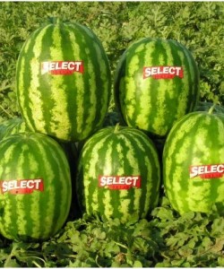 Karpuz Fidesi POLTAR- SELECT