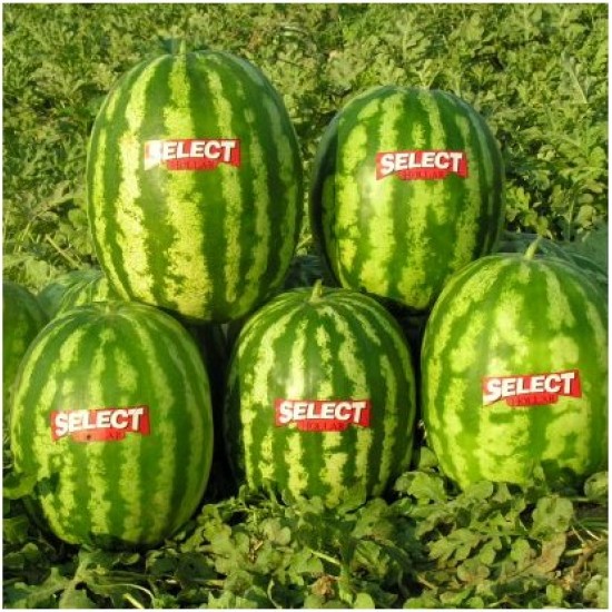 Karpuz Fidesi POLTAR- SELECT Karpuz Fidesi POLTAR- SELECT