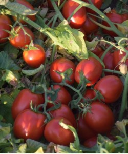 Sanayi Tipi Domates Fidesi MAY TOHUM TOMAR