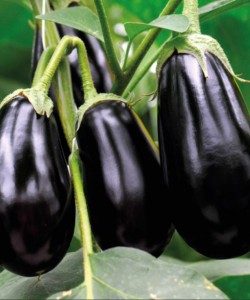 Patlıcan Fidesi- TOPAN