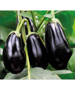 Patlıcan Fidesi- TOPAN