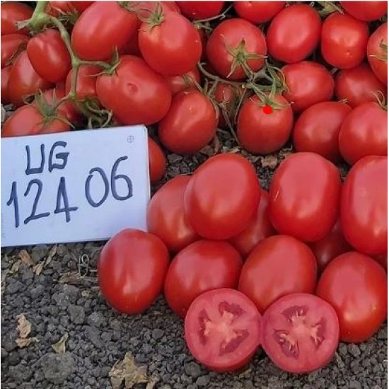 Sanayi Tipi Domates Fidesi UnitedGenetics UG12406F1