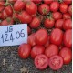 Sanayi Tipi Domates Fidesi UnitedGenetics UG12406F1