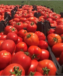 Sanayi Tipi Domates Fidesi UnitedGenetics UG 464913 F1