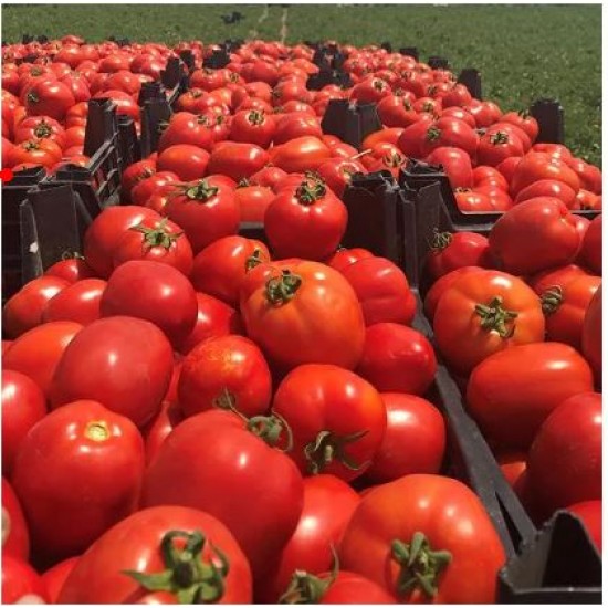 Sanayi Tipi Domates Fidesi UnitedGenetics UG 464913 F1