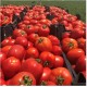 Sanayi Tipi Domates Fidesi UnitedGenetics UG 464913 F1