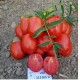 Sanayi Tipi Domates Fidesi UnitedGenetics UGT 1163 F1