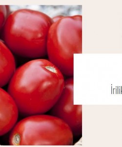 Sanayi Tipi Domates Fidesi VİLMORİN ZEPLİN F1