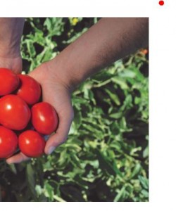 Sanayi Tipi Domates Fidesi CLAUSE ZIMA F1