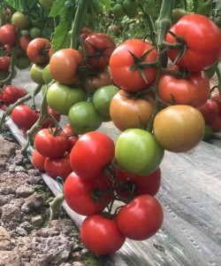 Sofralık Domates Fidesi A-Z 54