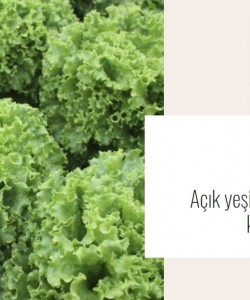 Kıvırcık Marul Fidesi -Vilmorin-Garone