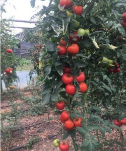 Sofralık Domates Fidesi A-Z 54