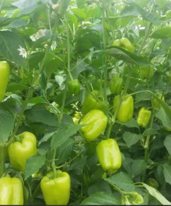   DOLMA Biber Fidesi  Multi Tohum- KanijeF1