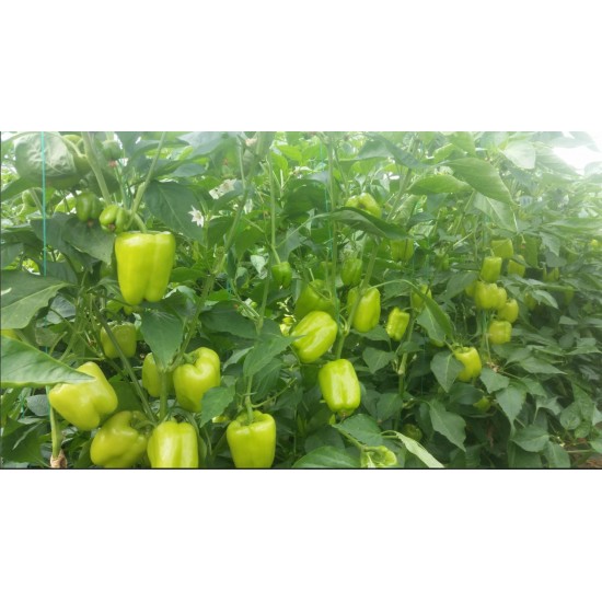 DOLMA Biber Fidesi  Multi Tohum