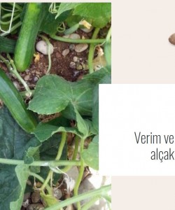 Hıyar-Salatalık Fidesi  Vilmorin-MURAT f1