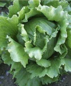 ice berg MarulFidesi -Vilmorin-Anemoon