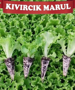 Yedikule MarulFidesi -Syngenta-Presidential