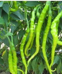 Tatlı Kıl Biber Fidesi -Vektör