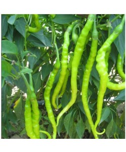 Tatlı Kıl Biber Fidesi -Vektör