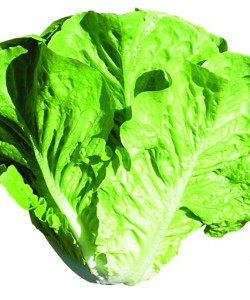 Yedikule MarulFidesi -Syngenta-Presidential