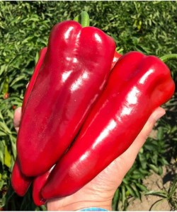  Kapya Biber Fidesi PROTO-KAYNAK F1