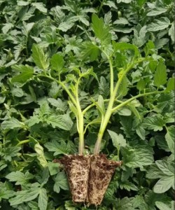 Sanayi Tipi Domates Fidesi AGROMAR CASANDRA F1