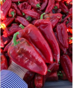  Kapya Biber Fidesi  TROYA-KARDİNAL F1