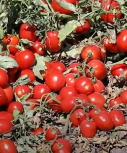 Sanayi Tipi Domates Fidesi CLAUSE LİBRİS