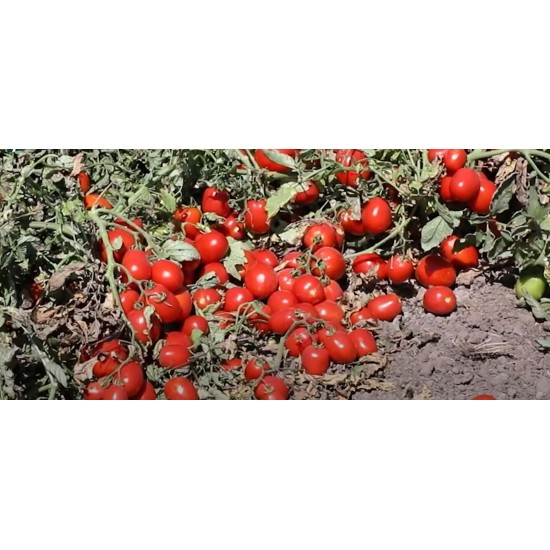 Sanayi Tipi Domates Fidesi VİLMORİN AND4123 F1