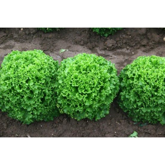 Kıvırcık MarulFidesi -syngenta-kanaryole